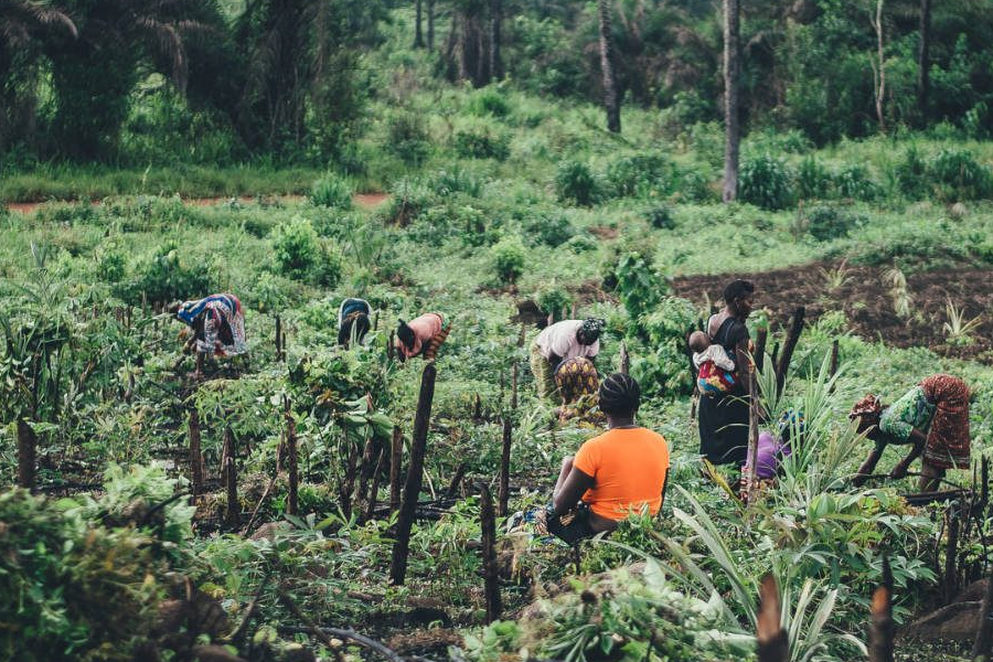 People working in a jungle